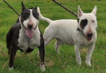 Bull Terrier