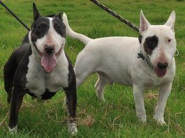 Bull Terrier