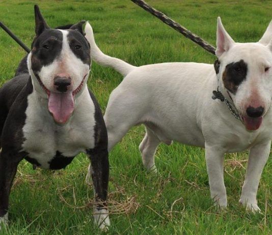 Bull Terrier