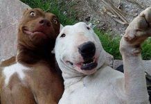 Perros graciosos