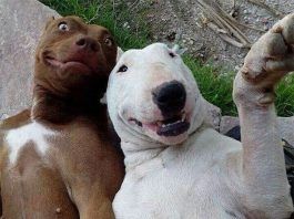 Perros graciosos