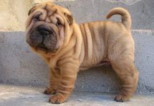 perros sharpei