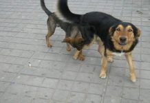 perros callejeros