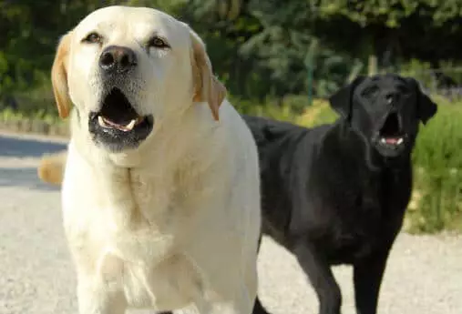 Perros ladrando