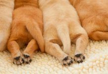 displasia de cadera en perros