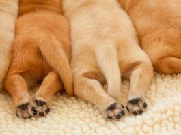 displasia de cadera en perros