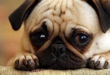 Por que los perros lloran