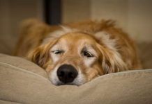 parvovirus en perros