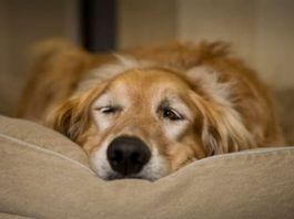 parvovirus en perros