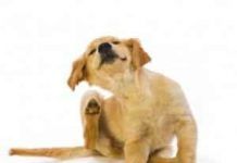 garrapatas en perros