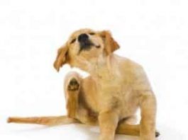 garrapatas en perros