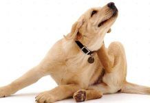 enfermedades de la piel en perros