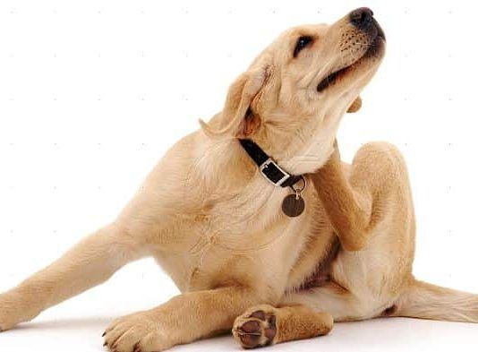 enfermedades de la piel en perros