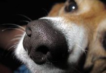 moquillo en perros