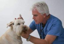 enfermedades mas comunes en perros