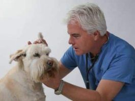 enfermedades mas comunes en perros