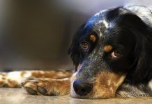 epilepsia en perros