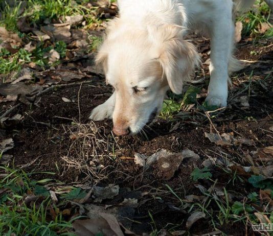 porque los perros comen tierra