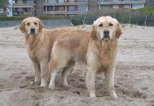 porque los perros se pegan