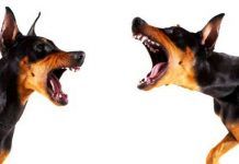 por que los perros ladran