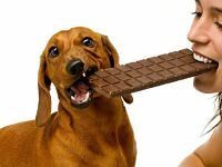 Por que no pueden comer chocolate los perros
