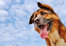 por que los perros sacan la lengua
