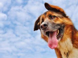 por que los perros sacan la lengua