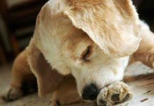 por que los perros se lamen las patas