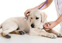 por qué los perros vomitan