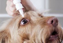 conjuntivitis en perros