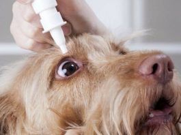 conjuntivitis en perros