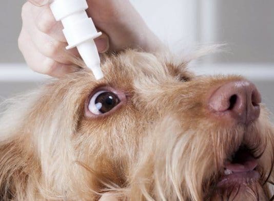 conjuntivitis en perros