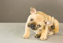 dermatitis en perros