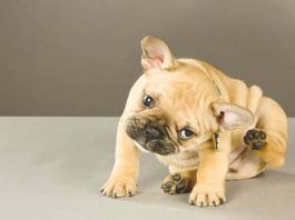 dermatitis en perros