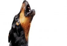 razones por las que aullan los perros