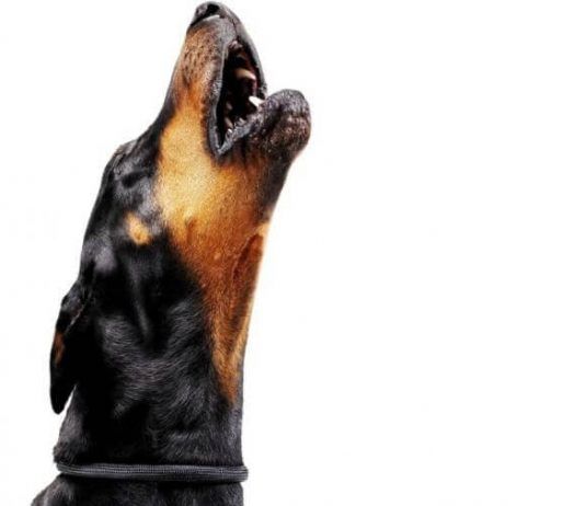 razones por las que aullan los perros