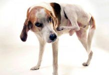 enfermedades de la piel en perros