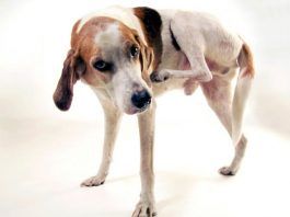 enfermedades de la piel en perros