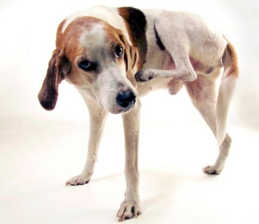 enfermedades de la piel en perros