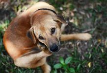 como curar la sarna en perros