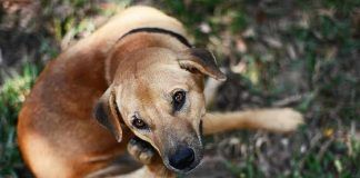 como curar la sarna en perros