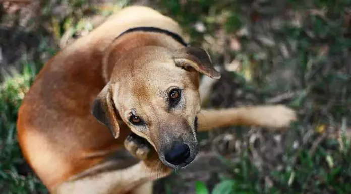 como curar la sarna en perros