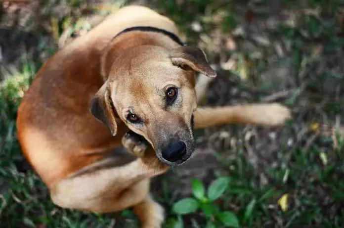 como curar la sarna en perros