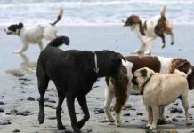 celo en perros