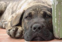 gastroenteritis en perros