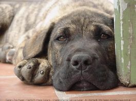 gastroenteritis en perros