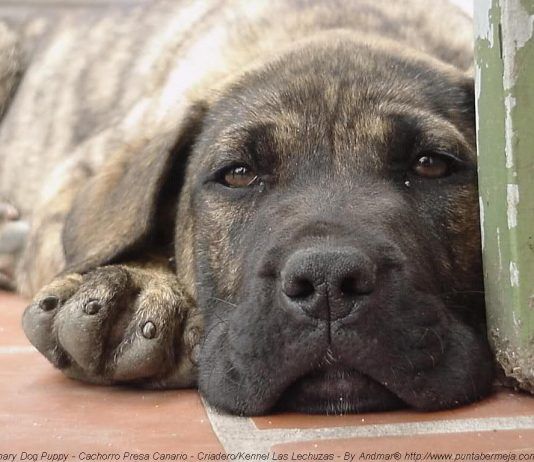 gastroenteritis en perros