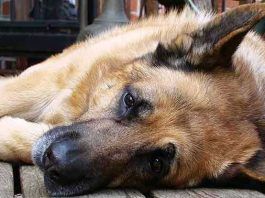 convulsiones en perros