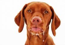Conoce los Síntomas de Rabia en perros sintomas de rabia en perros