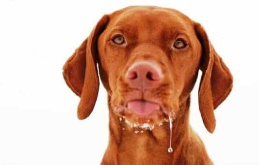 sintomas de rabia en perros